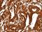 Aldolase, Fructose-Bisphosphate A antibody, LS-C403809, Lifespan Biosciences, Immunohistochemistry frozen image 