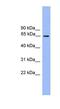 Ubiquilin 2 antibody, NBP1-79753, Novus Biologicals, Western Blot image 