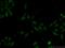 Integrator Complex Subunit 11 antibody, 15860-1-AP, Proteintech Group, Immunofluorescence image 