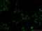 Integrator complex subunit 11 antibody, 15860-1-AP, Proteintech Group, Immunofluorescence image 