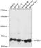 Nuclear Factor, Erythroid 2 Like 1 antibody, 15-708, ProSci, Western Blot image 