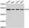 H2.0 Like Homeobox antibody, A7436, ABclonal Technology, Western Blot image 