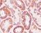 Prohibitin antibody, M01178, Boster Biological Technology, Immunohistochemistry paraffin image 