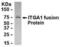 Integrin Subunit Alpha 1 antibody, XW-7791, ProSci, Western Blot image 