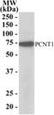 Nuclear pore complex protein Nup85 antibody, NB100-1355, Novus Biologicals, Western Blot image 