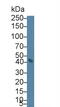 Transcobalamin 2 antibody, abx131626, Abbexa, Western Blot image 