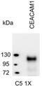 Carcinoembryonic Antigen Related Cell Adhesion Molecule 1 antibody, NBP2-36278, Novus Biologicals, Western Blot image 