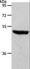 Sphingosine-1-Phosphate Receptor 1 antibody, LS-C402837, Lifespan Biosciences, Western Blot image 