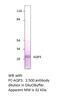 Aquaporin 3 (Gill Blood Group) antibody, MBS540662, MyBioSource, Western Blot image 