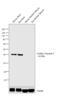 Troponin T2, Cardiac Type antibody, MA1-24612, Invitrogen Antibodies, Western Blot image 