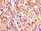 Potassium Voltage-Gated Channel Subfamily A Member Regulatory Beta Subunit 1 antibody, CSB-PA012013LA01HU, Cusabio, Immunohistochemistry frozen image 