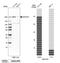 Structural Maintenance Of Chromosomes Flexible Hinge Domain Containing 1 antibody, HPA039441, Atlas Antibodies, Western Blot image 