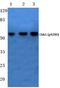 Checkpoint Kinase 1 antibody, A01060S280, Boster Biological Technology, Western Blot image 