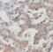 Alsin Rho Guanine Nucleotide Exchange Factor ALS2 antibody, FNab00350, FineTest, Immunohistochemistry paraffin image 