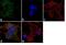 Huntingtin antibody, MA1-115, Invitrogen Antibodies, Immunofluorescence image 