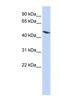 Tektin 4 antibody, NBP1-56636, Novus Biologicals, Western Blot image 