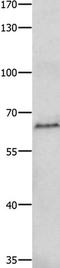Histone Deacetylase 1 antibody, TA322691, Origene, Western Blot image 