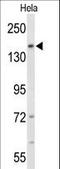 Fibronectin Type III Domain Containing 3B antibody, LS-C166196, Lifespan Biosciences, Western Blot image 