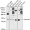 FMR1 Neighbor antibody, 19-540, ProSci, Western Blot image 