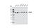 KH-Type Splicing Regulatory Protein antibody, 5398S, Cell Signaling Technology, Western Blot image 