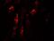 KN motif and ankyrin repeat domain-containing protein 1 antibody, NBP2-81953, Novus Biologicals, Immunofluorescence image 