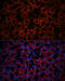 Lipocalin 2 antibody, 18-978, ProSci, Immunofluorescence image 