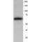 Synaptotagmin 1 antibody, orb131680, Biorbyt, Western Blot image 