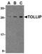 Toll Interacting Protein antibody, NBP1-77255, Novus Biologicals, Western Blot image 