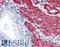 Transgelin antibody, LS-B2563, Lifespan Biosciences, Immunohistochemistry frozen image 