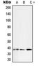 Secreted Frizzled Related Protein 2 antibody, orb214564, Biorbyt, Western Blot image 