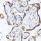 Gastrokine 1 antibody, LS-C748171, Lifespan Biosciences, Immunohistochemistry frozen image 