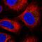 Sulfotransferase Family 2B Member 1 antibody, HPA041724, Atlas Antibodies, Immunofluorescence image 