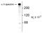 Spectrin Alpha, Non-Erythrocytic 1 antibody, AP32983SU-N, Origene, Western Blot image 