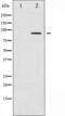 SRBP1 antibody, GTX52357, GeneTex, Western Blot image 