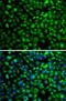 Isocitrate Dehydrogenase (NADP(+)) 2, Mitochondrial antibody, 22-769, ProSci, Immunofluorescence image 