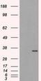 ELAV Like RNA Binding Protein 1 antibody, NBP2-02287, Novus Biologicals, Western Blot image 