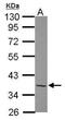 TATA-Box Binding Protein Associated Factor, RNA Polymerase I Subunit A antibody, PA5-31155, Invitrogen Antibodies, Western Blot image 