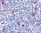 C-X-C Motif Chemokine Receptor 3 antibody, TA340421, Origene, Immunohistochemistry frozen image 