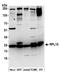 Ribosomal Protein L15 antibody, A305-053A, Bethyl Labs, Western Blot image 