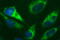 Dynamin 1 Like antibody, M00556-1, Boster Biological Technology, Immunofluorescence image 