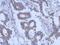 Keratin 31 antibody, GTX112529, GeneTex, Immunohistochemistry paraffin image 