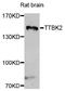 Tau Tubulin Kinase 2 antibody, LS-C349266, Lifespan Biosciences, Western Blot image 