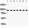 Ribosomal Protein S6 Kinase A5 antibody, LS-C357432, Lifespan Biosciences, Western Blot image 