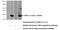 TIMP Metallopeptidase Inhibitor 2 antibody, 17353-1-AP, Proteintech Group, Western Blot image 