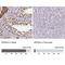 Karyopherin Subunit Alpha 3 antibody, NBP2-14173, Novus Biologicals, Immunohistochemistry paraffin image 