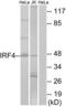 Interferon Regulatory Factor 4 antibody, LS-C119054, Lifespan Biosciences, Western Blot image 