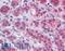 Mitofusin 1 antibody, LS-B3816, Lifespan Biosciences, Immunohistochemistry frozen image 