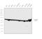 Tubulin antibody, PA5-16863, Invitrogen Antibodies, Western Blot image 