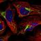 Tetratricopeptide Repeat Domain 27 antibody, NBP1-82195, Novus Biologicals, Immunofluorescence image 