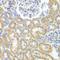 G Protein Subunit Alpha I2 antibody, LS-C749213, Lifespan Biosciences, Immunohistochemistry frozen image 